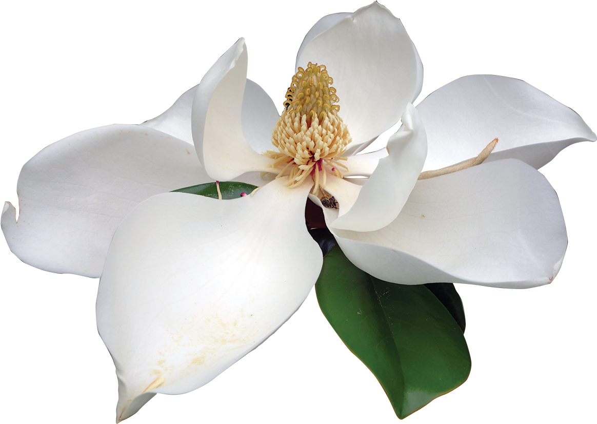 Magnolia White Magnolia White Flower Png