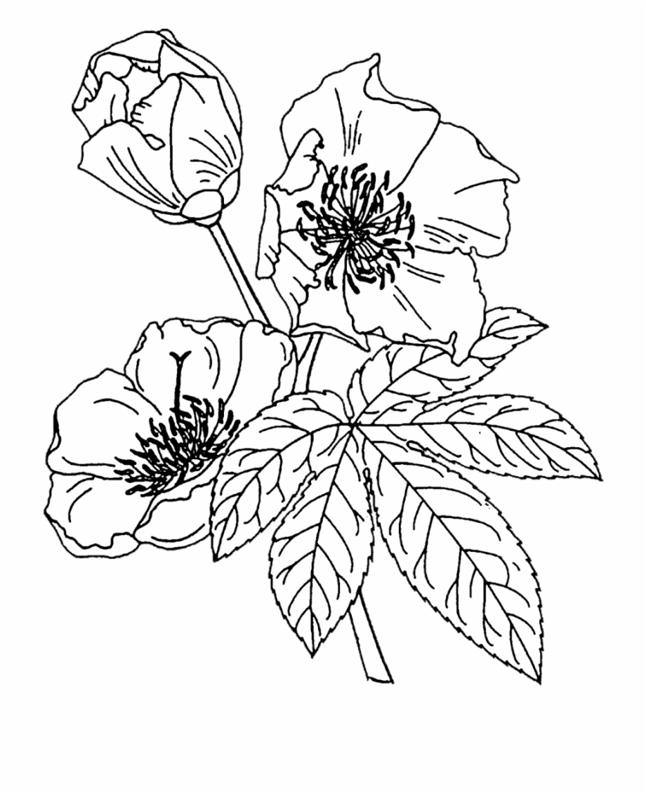 Crafting With Jack Flower Outline Floral Drawing Coloring
