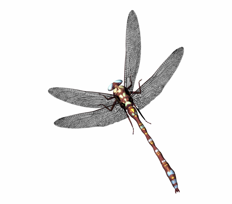 Dragonfly With Clear Background