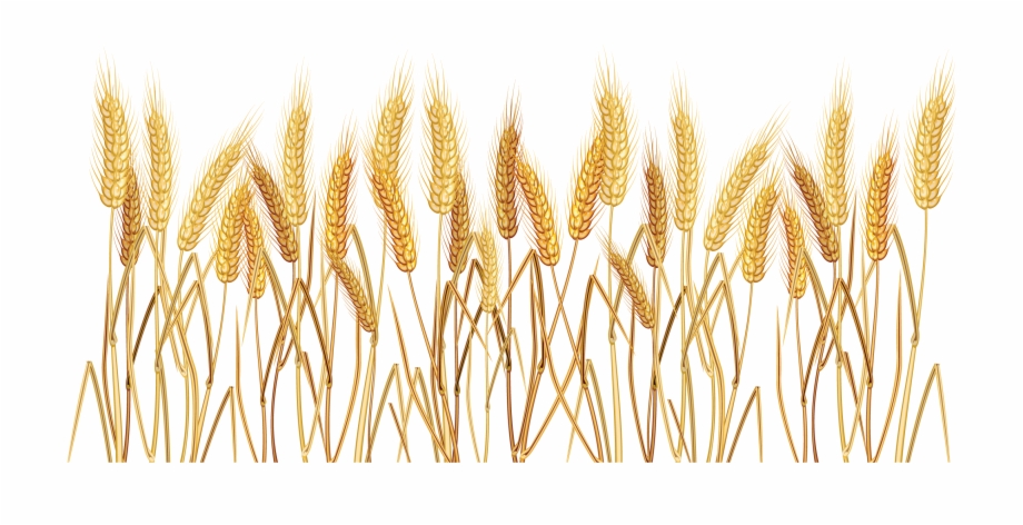 Wheat Grass Png Transparent Background Wheat Clipart