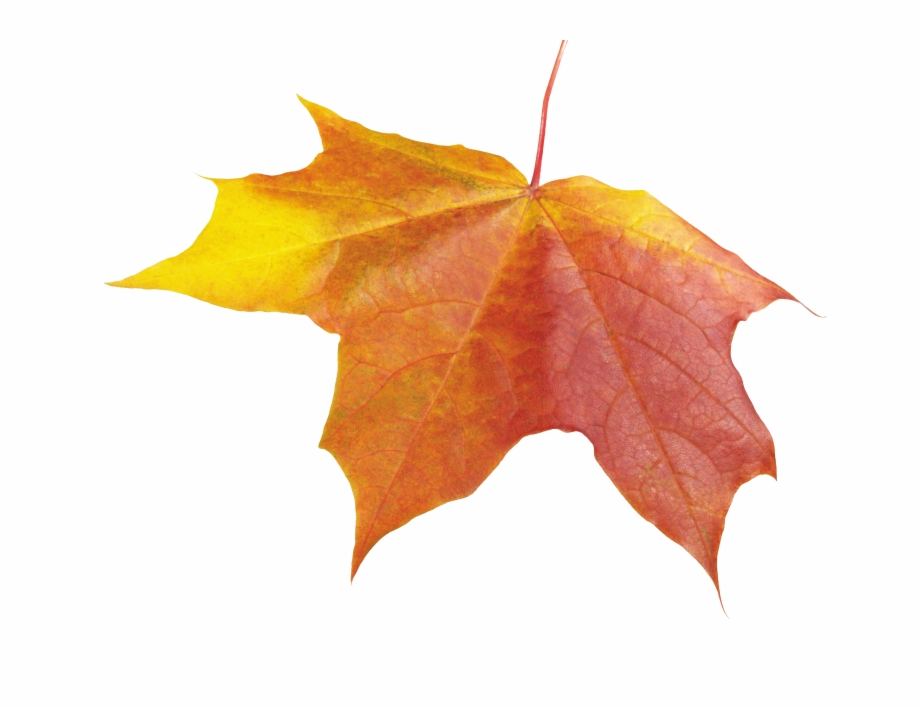 Autumn Leaves Png Picture Winter Leaf Png