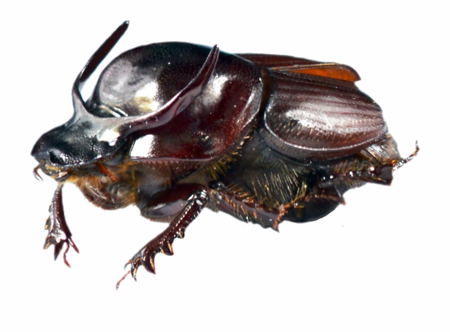 Dung Beetle Transparent Png Onthophagus Taurus Horn