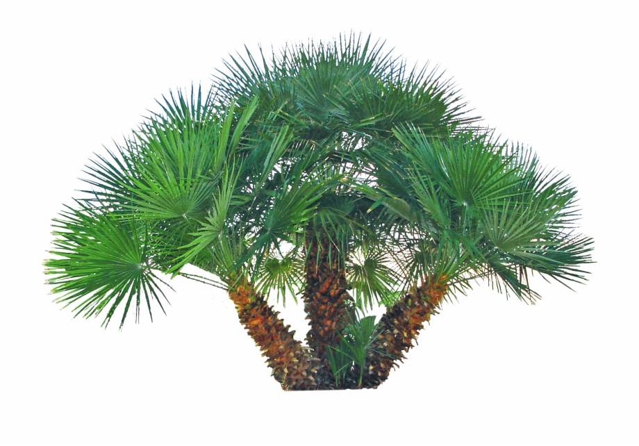 Pygmy Palm Png Phoenix Robellini Palm Png