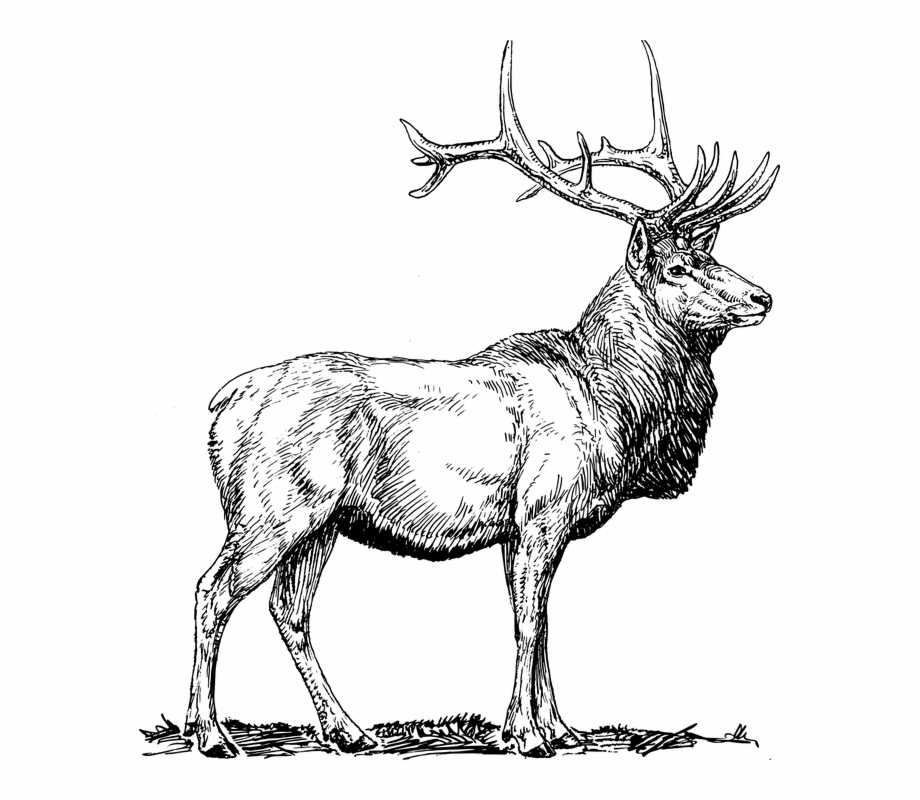 Elk Moose Deer Head Animal Hunting Antlers Elk