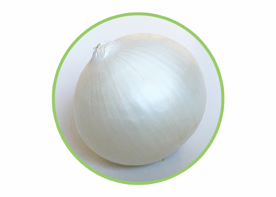 Onion Png Download Onion