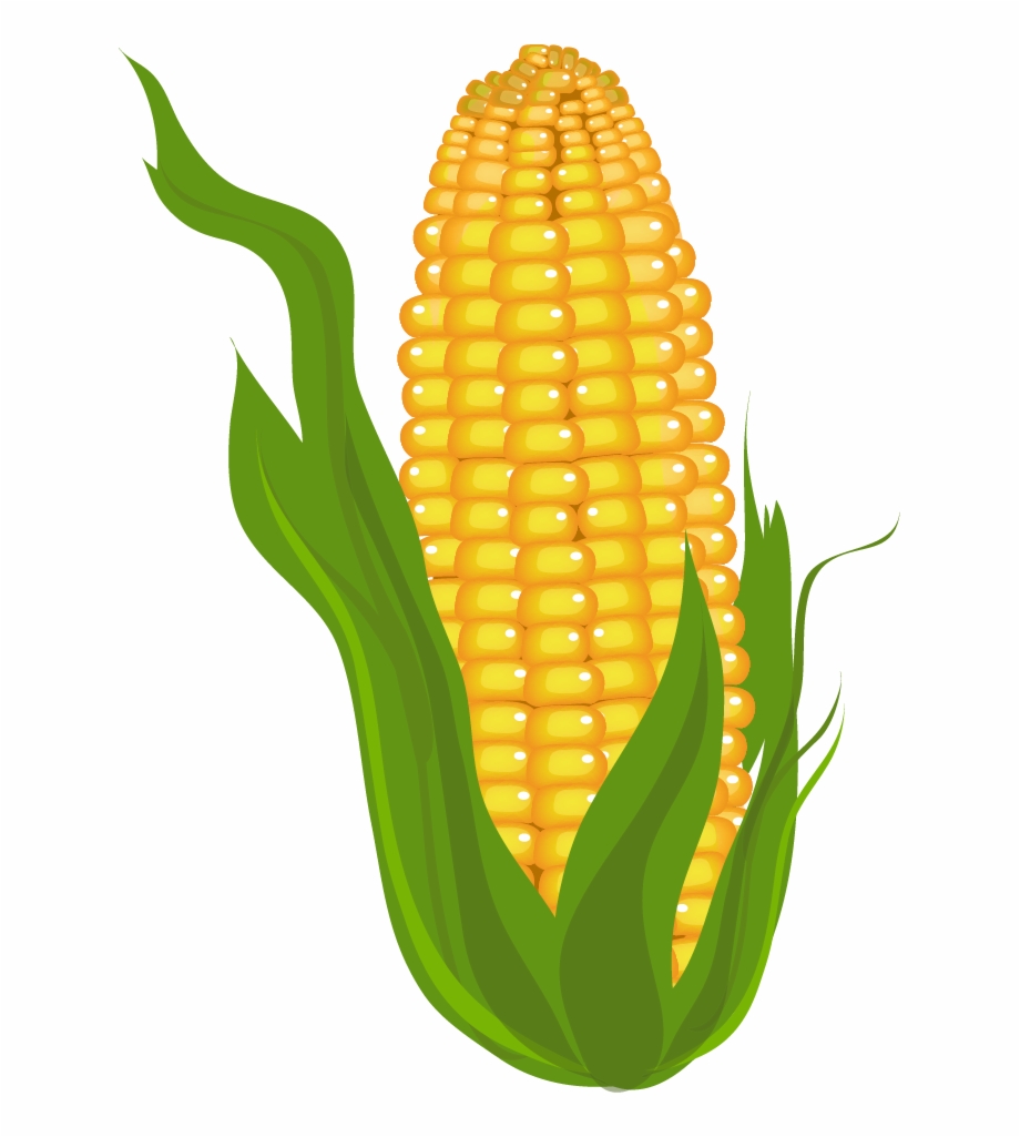 Cliparts For Free Clipart Corn