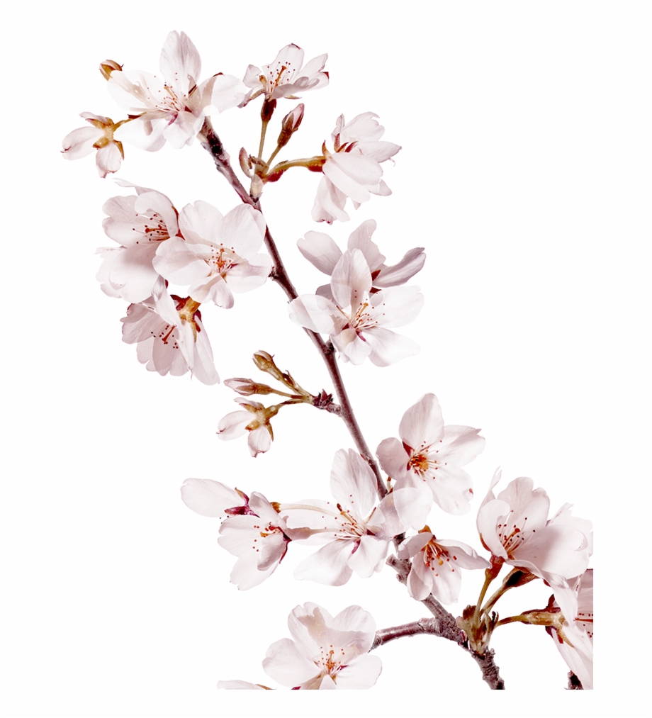 Skin Perfector Sakura Makeup Refresher Mist Cherry Blossom