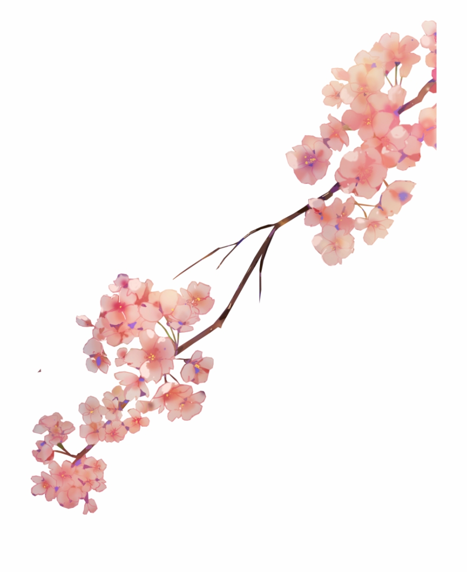 Sakura Flower Watercolor Petals Nature Transparent Cherry Blossom