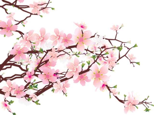 Sakura Clipart Blosson Cherry Blossom Tree Png