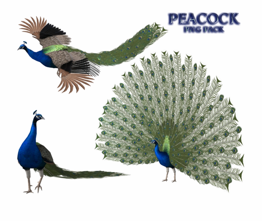 Peacock Free Png Image