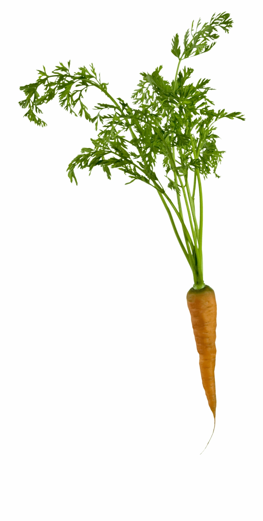Vegetables Carrot With Root Png