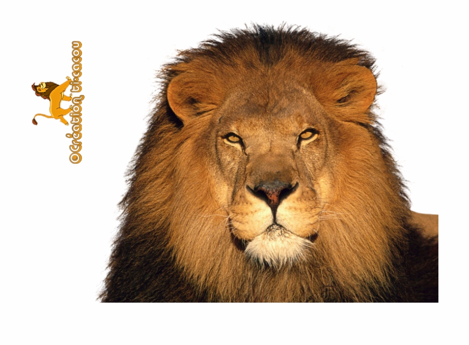 Free Icons Png Lion Render
