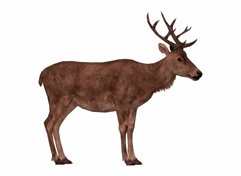 Red Deer Transparent