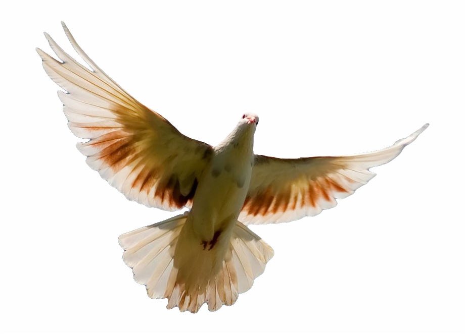 Pigeon Png Transparent Image Dove Bird