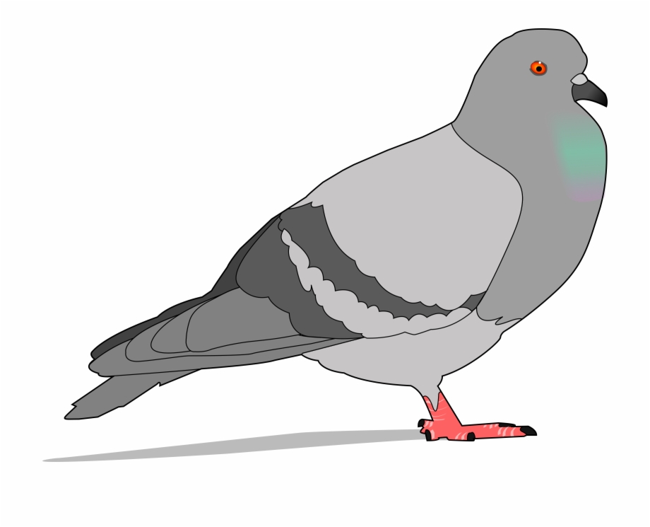 Pigeon Clipart Pegion Clipart Pigeon