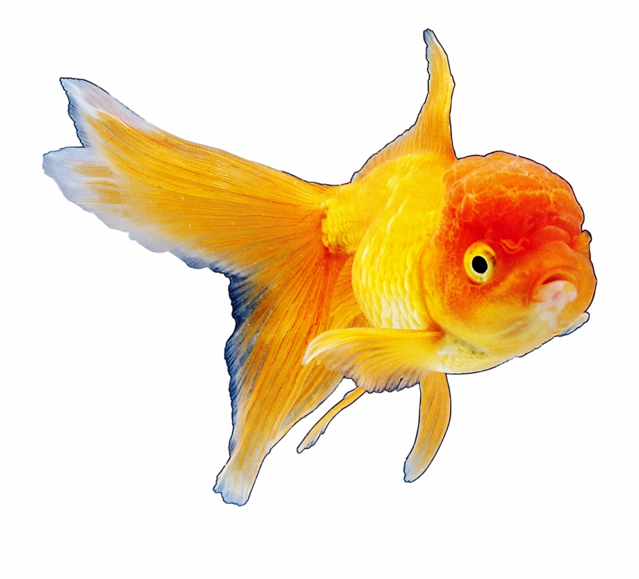 Realistic Goldfish Png Clipart Best Web Clipart Hinh