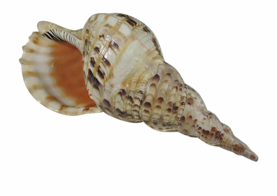 Conch Png Images Free Download Conch Shell Transparent