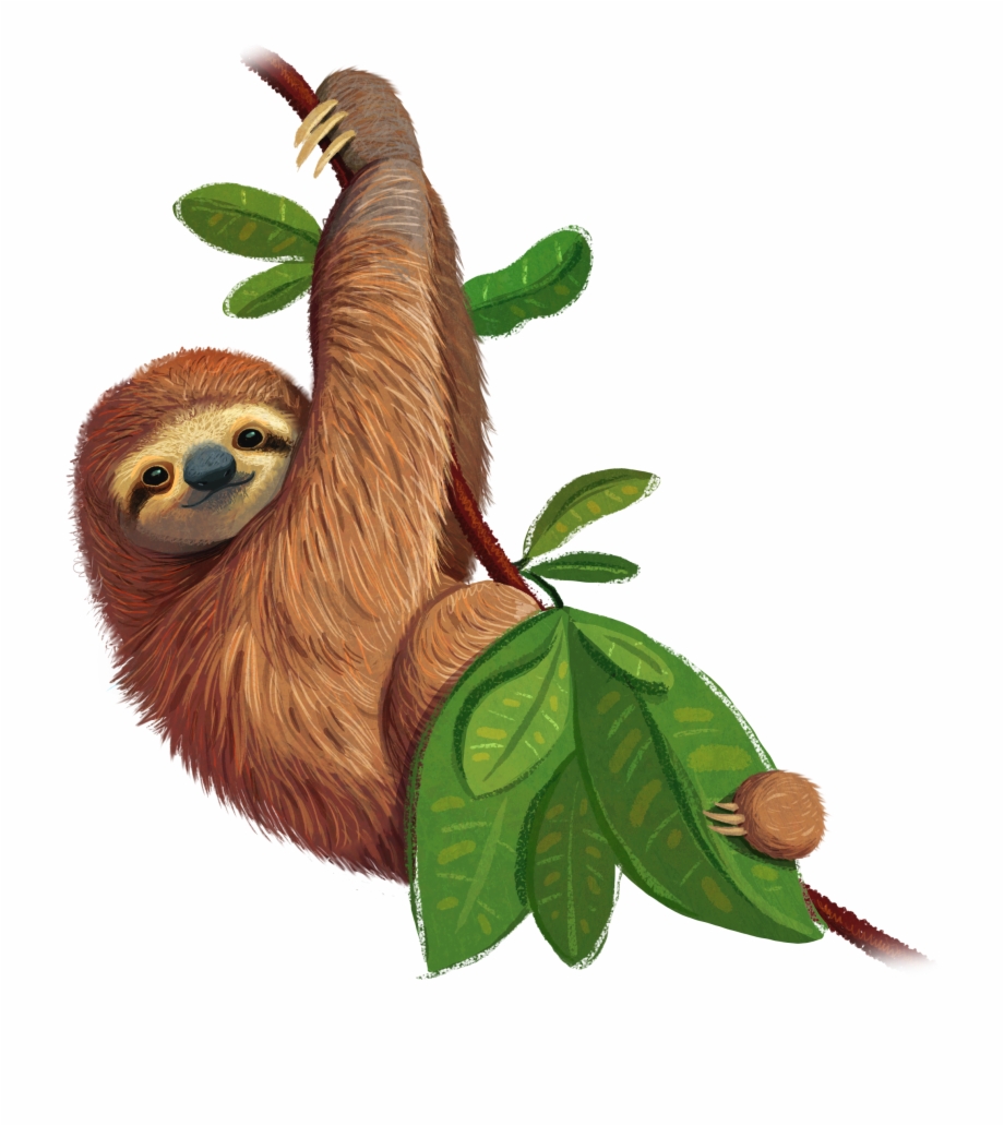 Register Now Three Toed Sloth