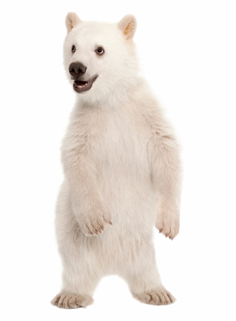 Polar Bear Png Pic Animals Standing On Hind