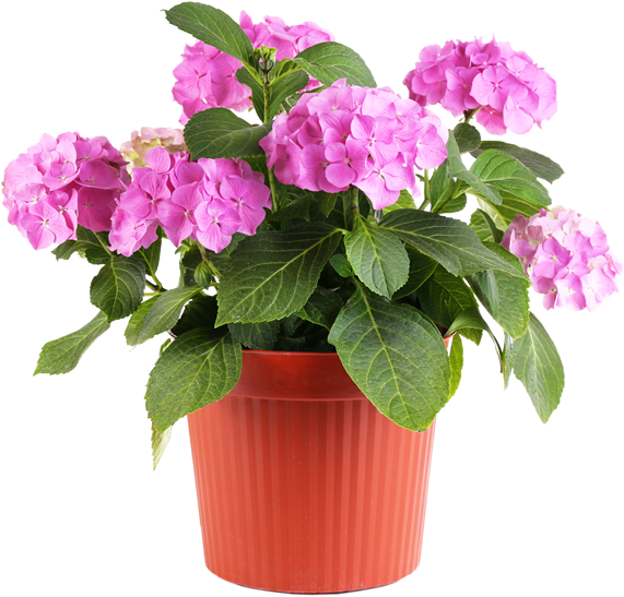 Free Potted Flowers Png, Download Free Potted Flowers Png png images ...