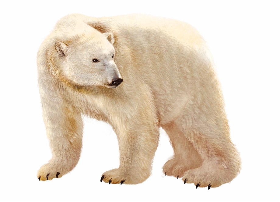 Urso Polar Png