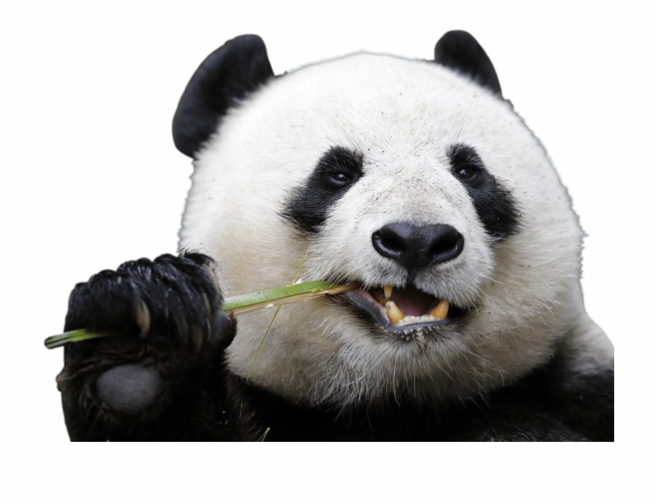 Eating Transparent Stickpng Animals Panda Transparent