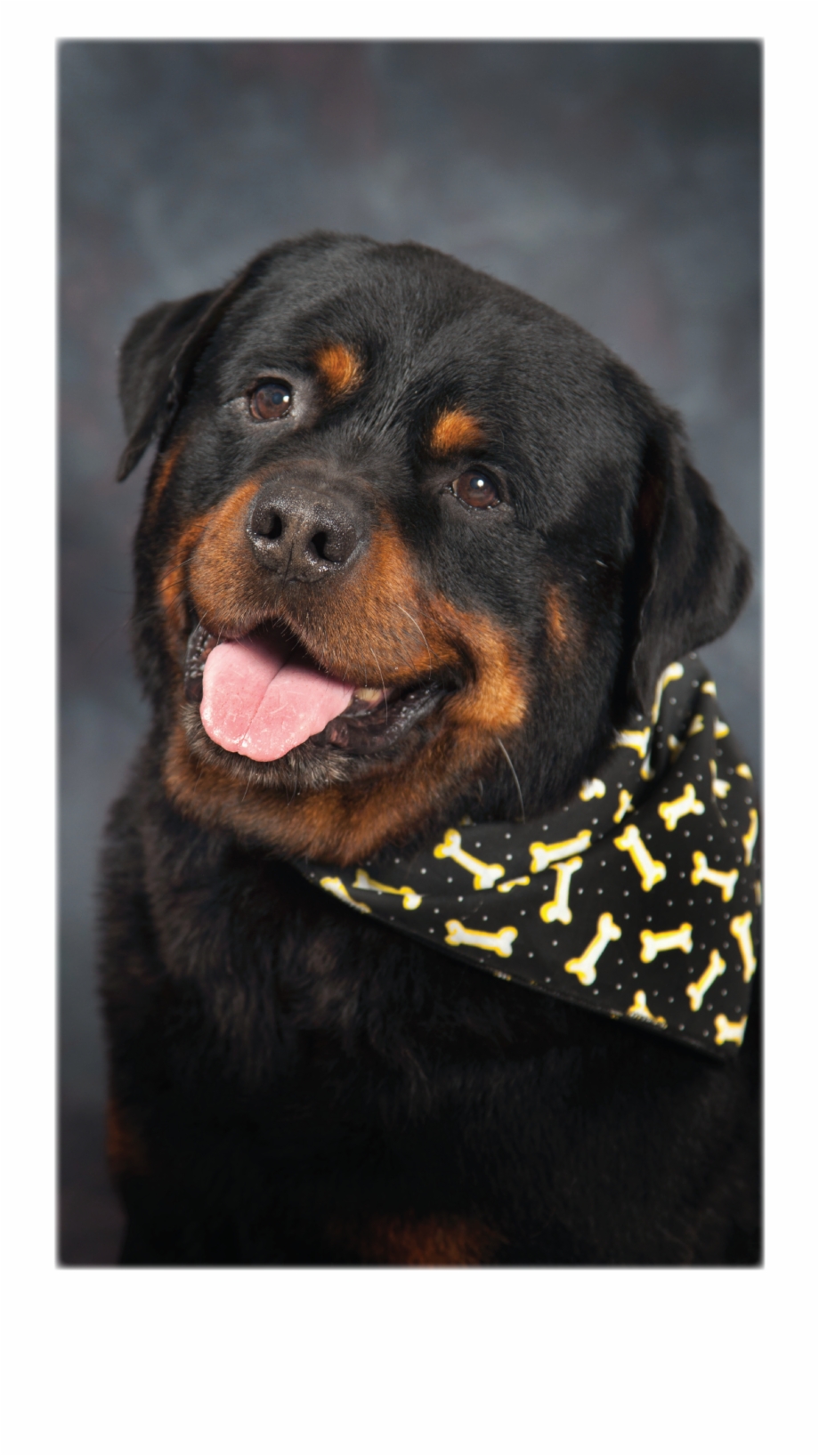 Fabo The Perfect 04 Rottweiler