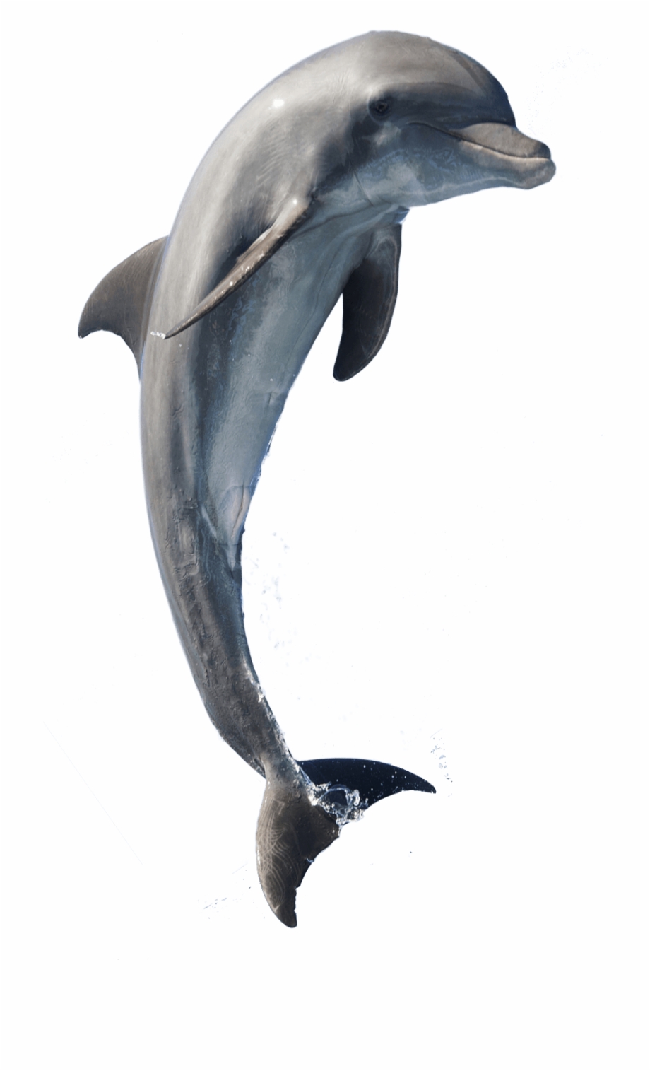 V 6 1 209 8 Kbytes Dolphin Hd