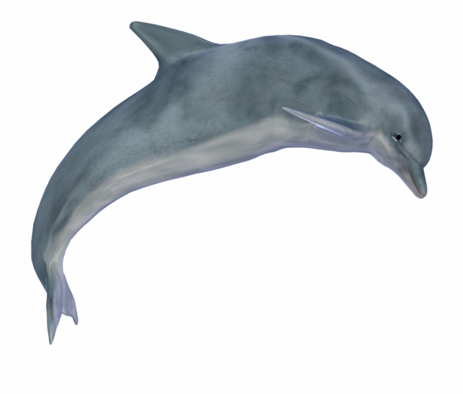 Dolphin Png Images Dolphin Images Hd Png