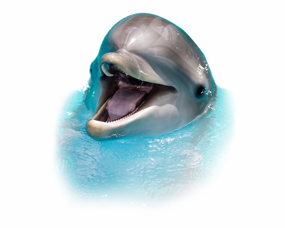 74 Dolphin Sea Warehouse Cashadvance6online Screaming Dolphin