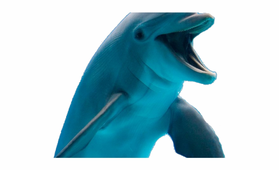 Dolphin Transparent Background
