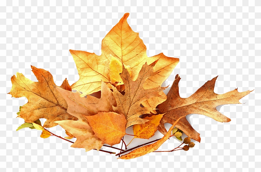 Pile Of Leaves Png