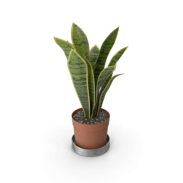 Potted Plants Png
