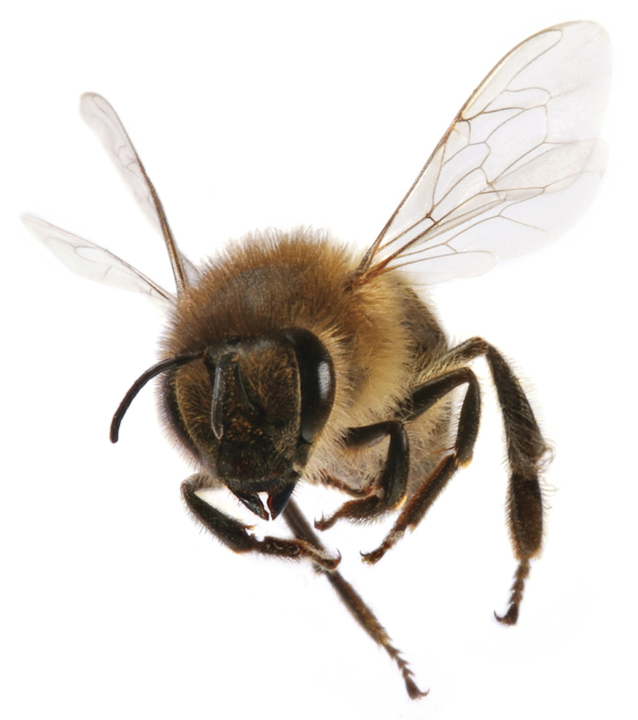 Flying Bee Png