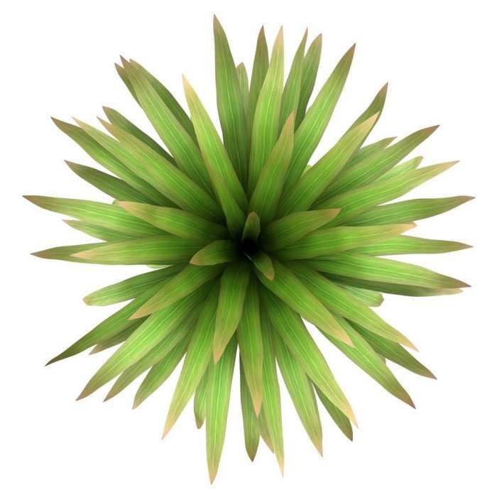Plant Top View Png