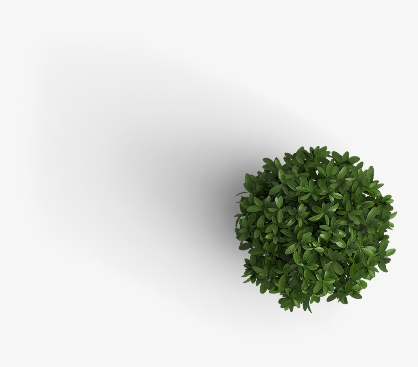 Plant Top View Png