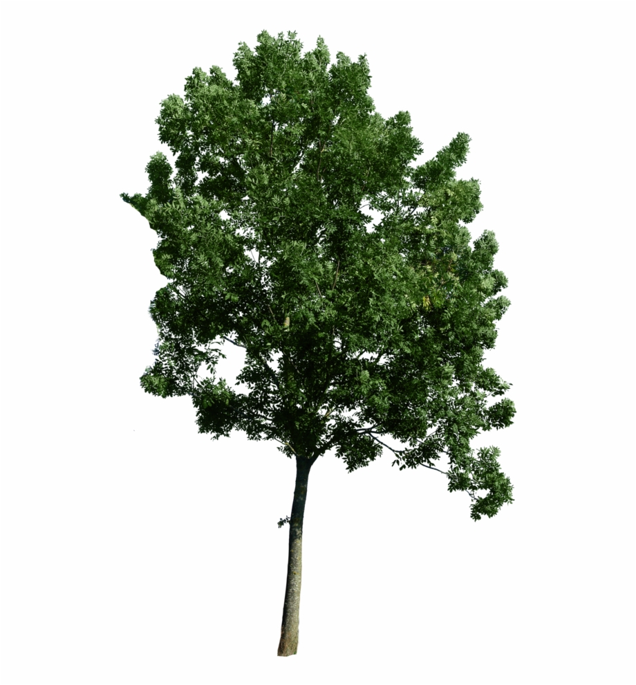 Photoshop Trees Plan View Ash Tree Png