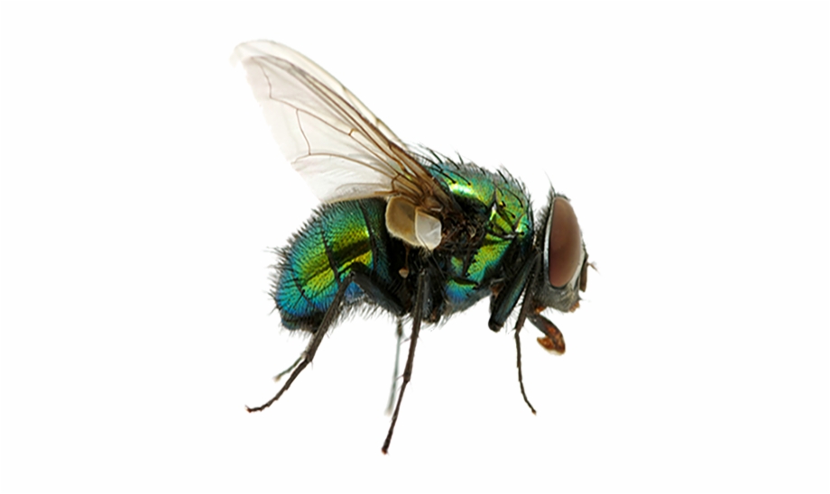 Cockroach Fly Spider Fly Png