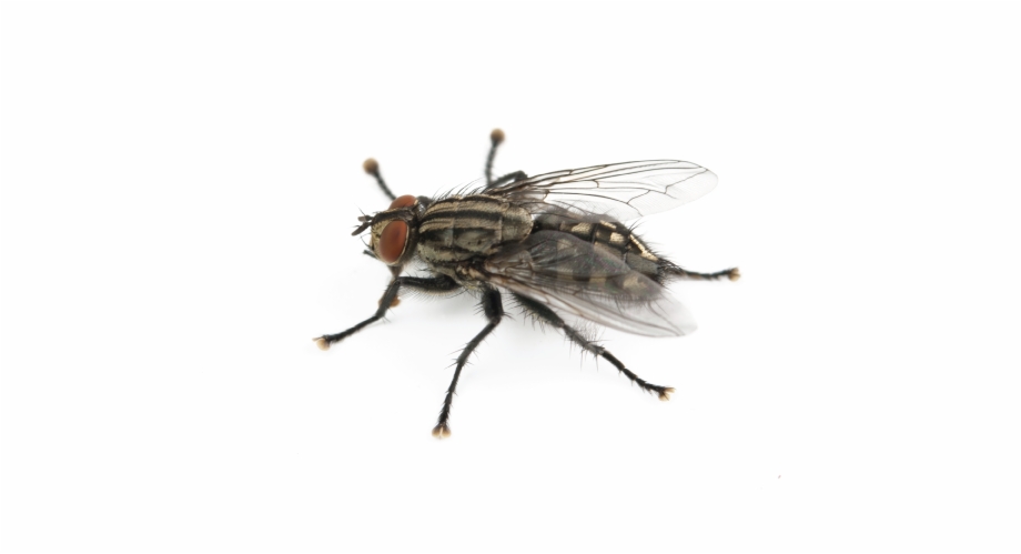 Got A House Fly Problem Net Winged Insects