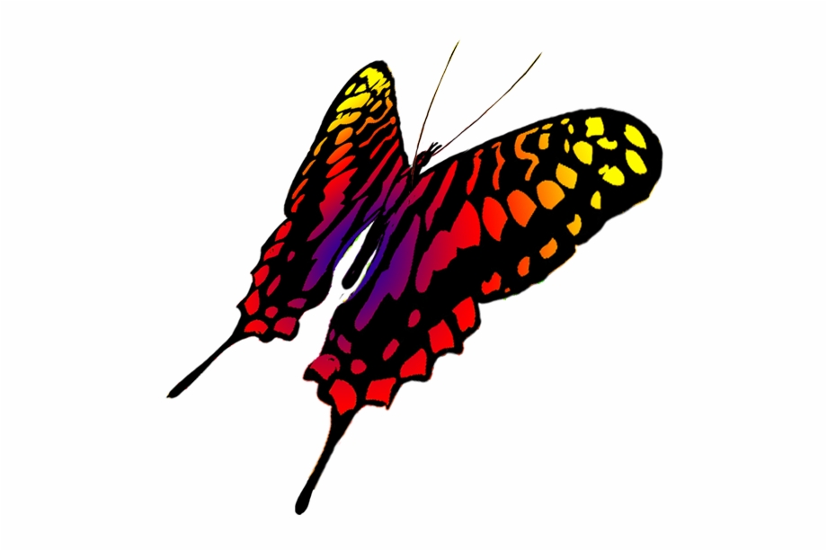 Drawing Of Swallowtail Butterfly Red Butterfly Drawing Transparent