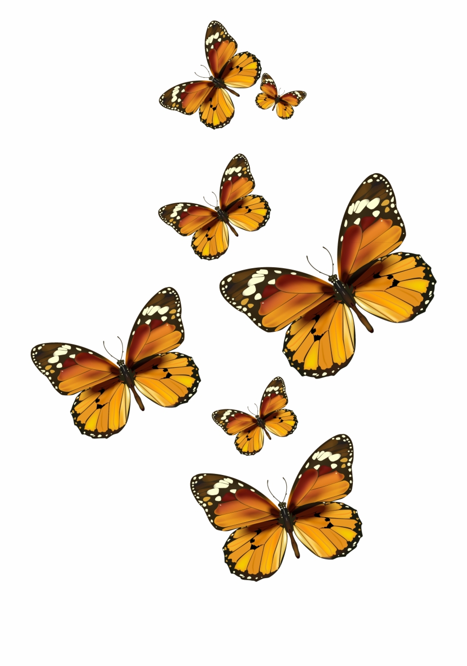 Butterflies Vector Png Clipart Pictureu200b Gallery Butterfly Png