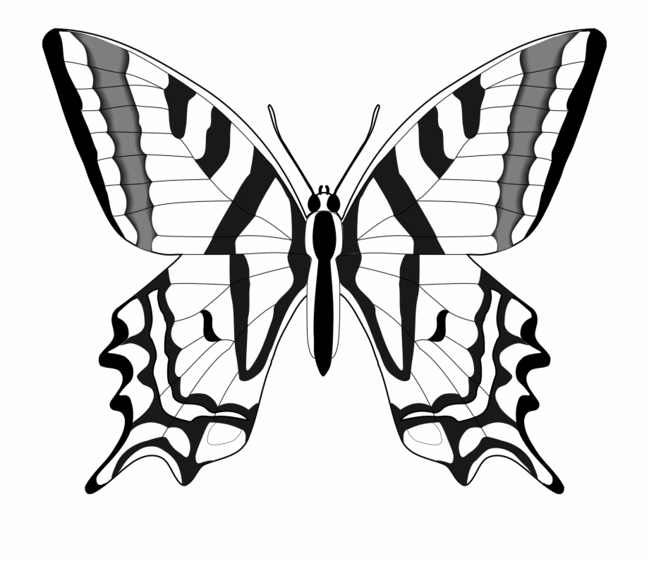 Flying Butterfly Clip Art Black And White Butterflies