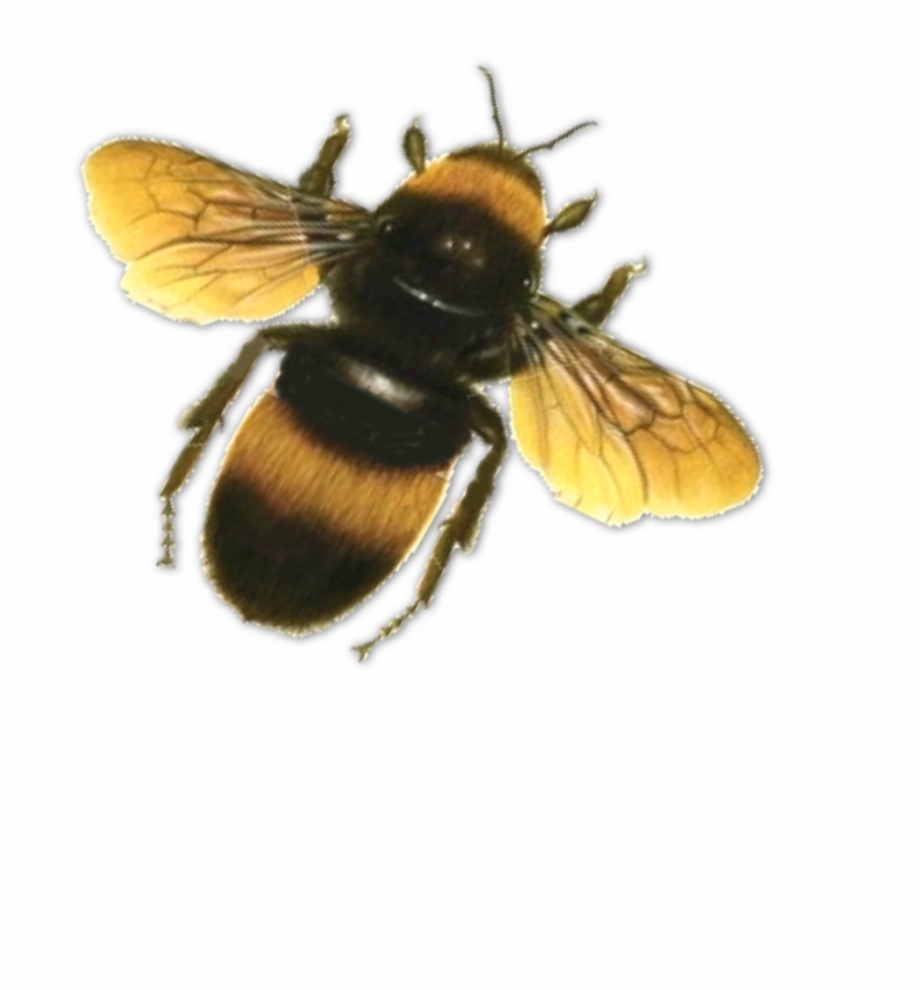 Bee Png Bumble Bee