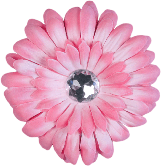 Light Pink Flower Barberton Daisy