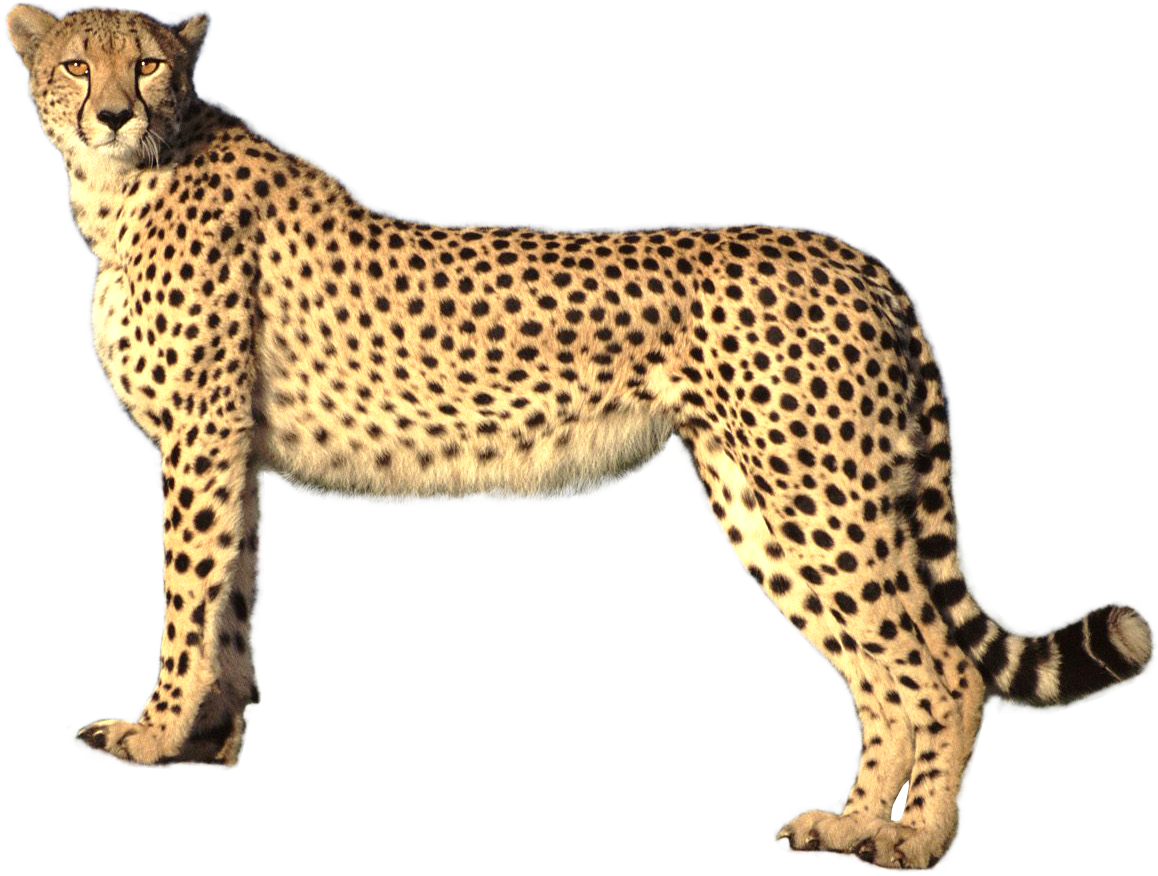 Cheetah Cheetah Png