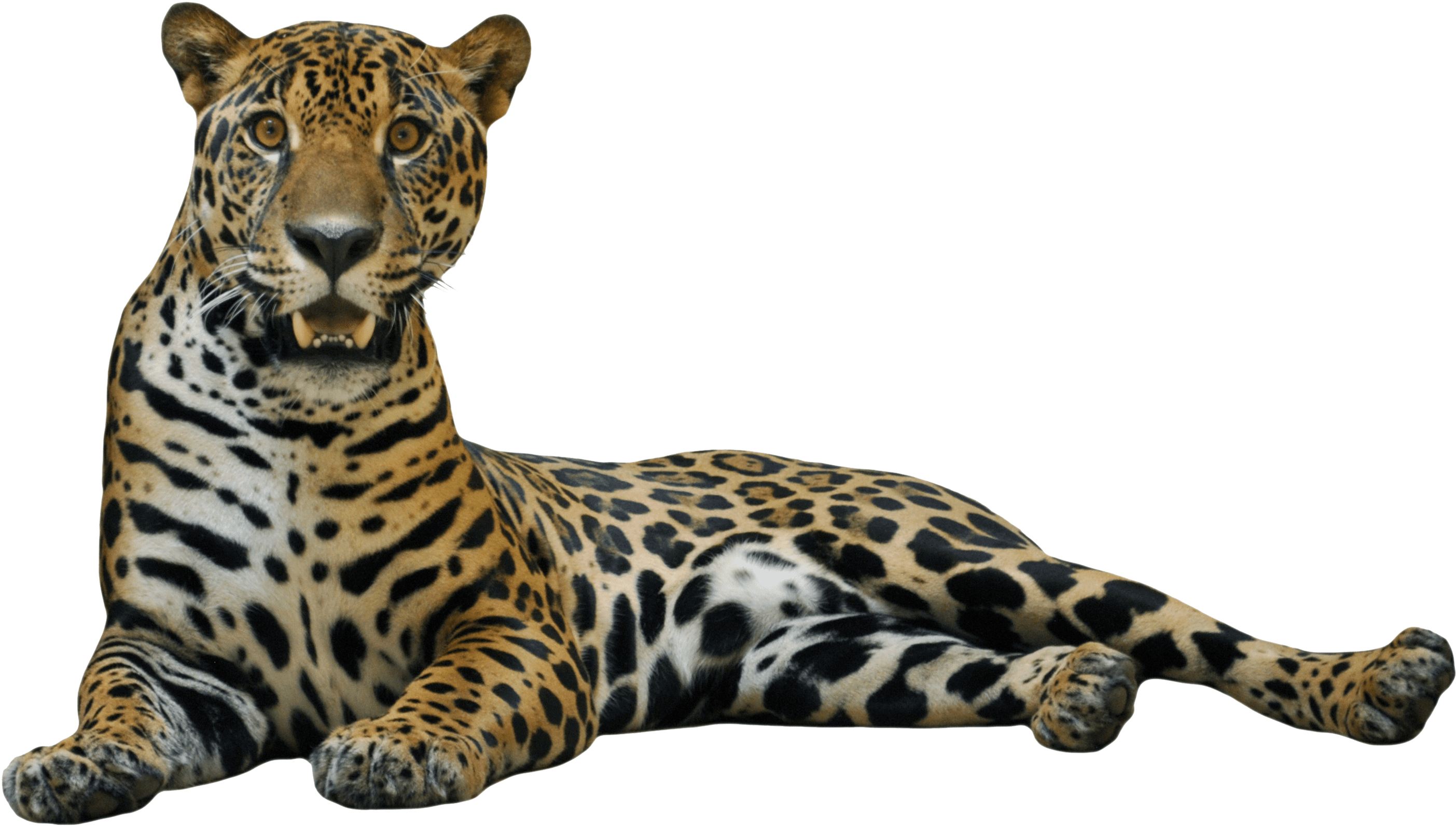 Jaguar Png