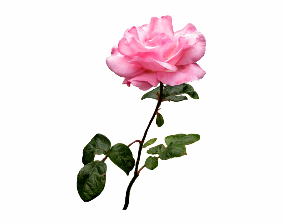 Pink Wild Rose Clip Art Rose Clipart Transparent