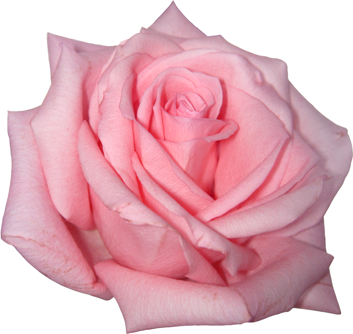 Pink Roses Png