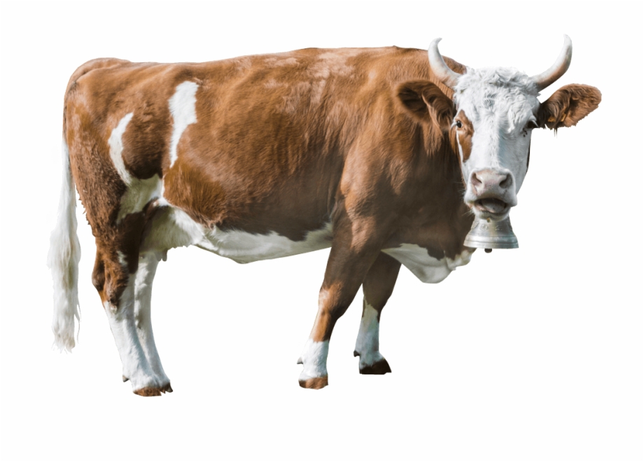 Cropped Cow 1644166 Dairy Cow