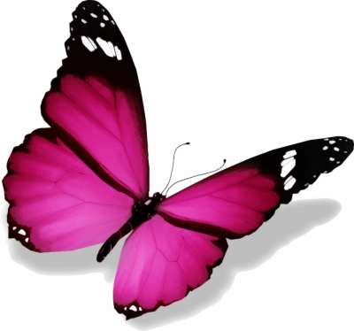 Butterfly Png 3D Images